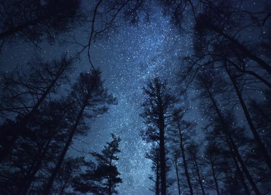 Starry night looking up from the middle of trees