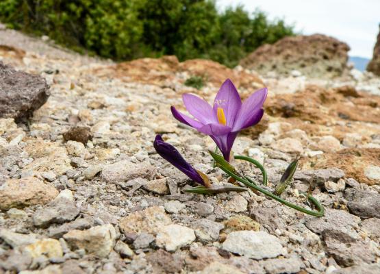 Rocky, dry area with a purple flower blooming in the centre.