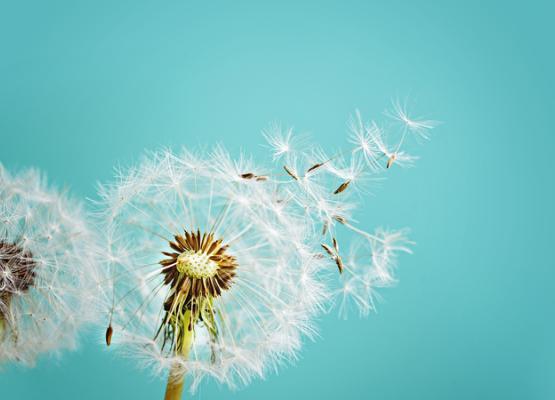 Image of two dandelions with some of the seeds blowing away