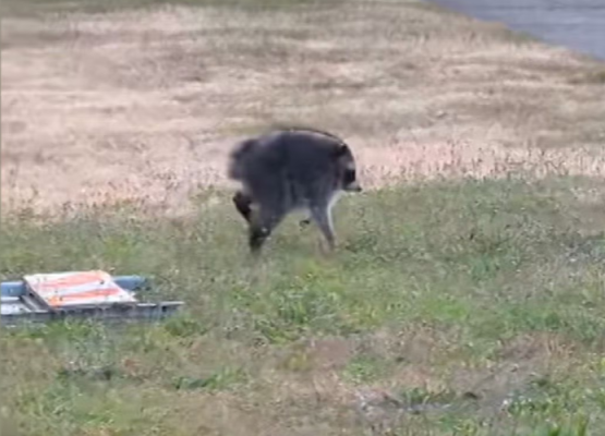 an unusually round raccoon