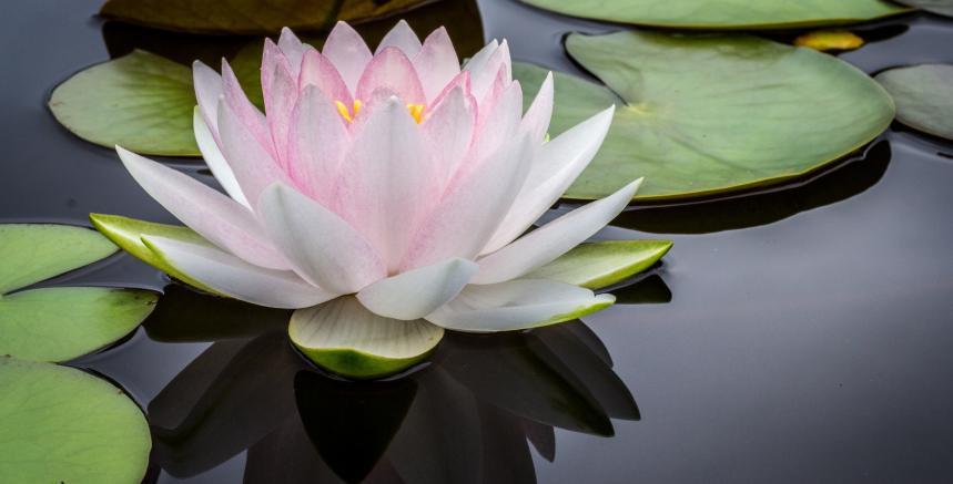 Light pink lotus flower floating in water surrounded by lily pads