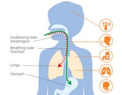 Feeding and Swallowing Handbook | Holland Bloorview