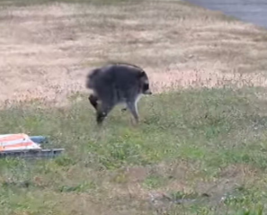 an unusually round raccoon
