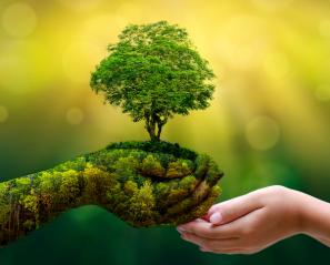 Hand holding a small plant and giving to another hand
