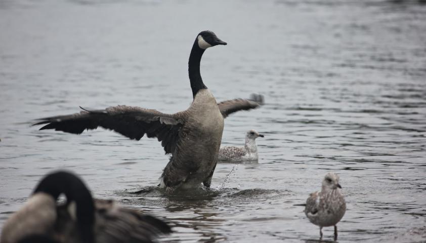 Birds at the beach