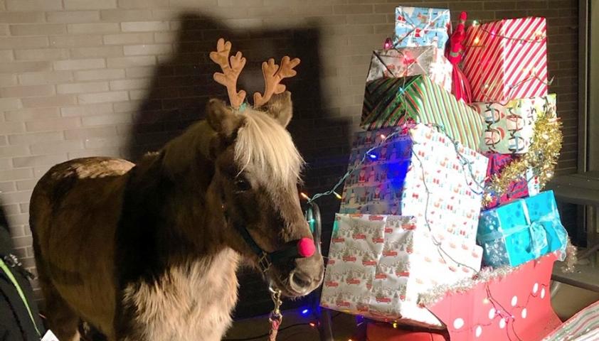 Horse dressed as a reindeer.
