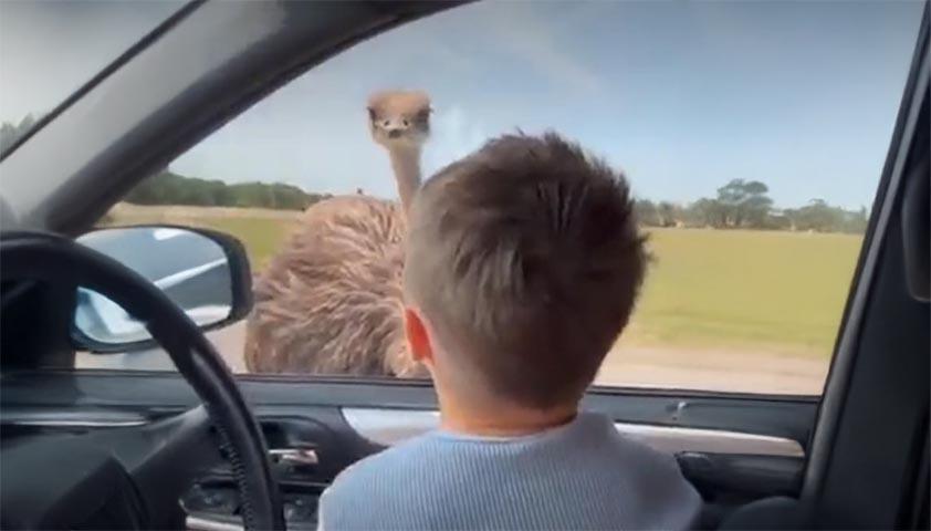 A boy sitting in a car and looking outside of the window, to see an ostrich