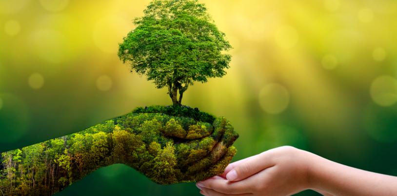 Hand holding a small plant and giving to another hand
