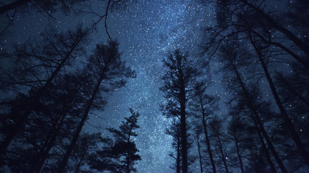 Starry night looking up from the middle of trees