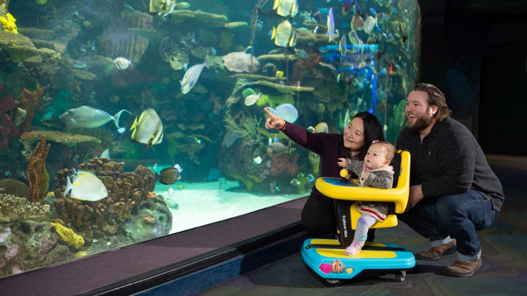 Parents and baby in chair on wheels looking at aquarium window