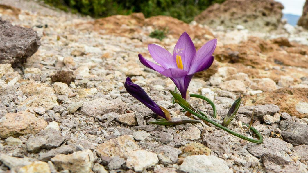 Rocky, dry area with a purple flower blooming in the centre.