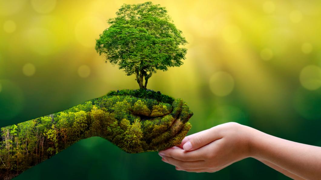 Hand holding a small plant and giving to another hand
