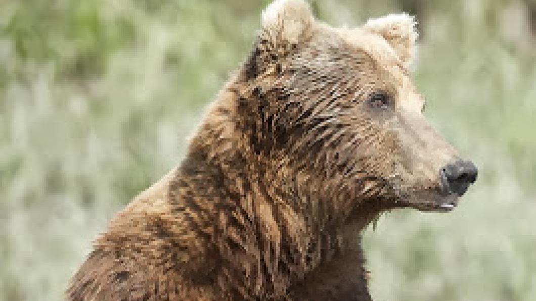 Sad mama bear